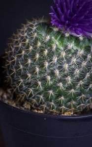 Preview wallpaper cactus, flower, needles, plant, pot