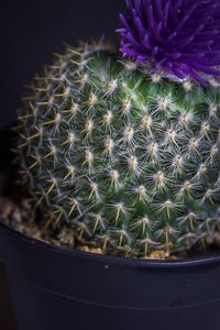 Preview wallpaper cactus, flower, needles, plant, pot