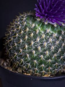 Preview wallpaper cactus, flower, needles, plant, pot