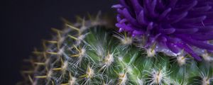 Preview wallpaper cactus, flower, needles, plant, pot