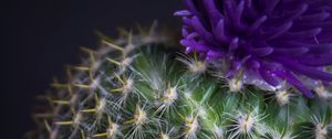 Preview wallpaper cactus, flower, needles, plant, pot