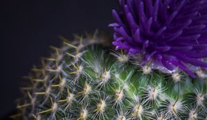 Preview wallpaper cactus, flower, needles, plant, pot