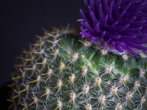 Preview wallpaper cactus, flower, needles, plant, pot