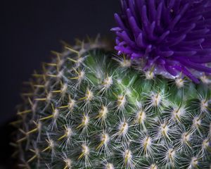 Preview wallpaper cactus, flower, needles, plant, pot