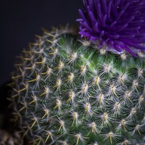 Preview wallpaper cactus, flower, needles, plant, pot