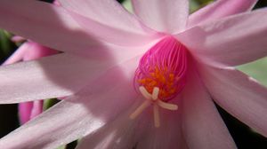 Preview wallpaper cactus, flower, petals, bloom