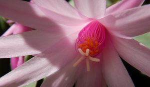 Preview wallpaper cactus, flower, petals, bloom
