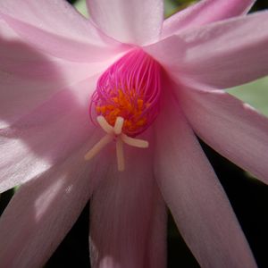 Preview wallpaper cactus, flower, petals, bloom