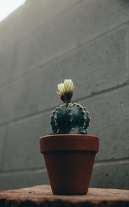 Preview wallpaper cactus, flower, plant, pot