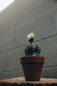 Preview wallpaper cactus, flower, plant, pot