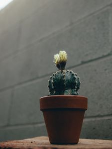 Preview wallpaper cactus, flower, plant, pot