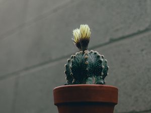 Preview wallpaper cactus, flower, plant, pot