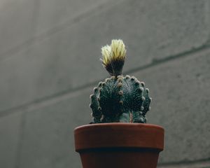 Preview wallpaper cactus, flower, plant, pot