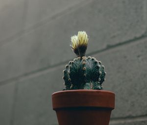 Preview wallpaper cactus, flower, plant, pot