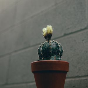 Preview wallpaper cactus, flower, plant, pot