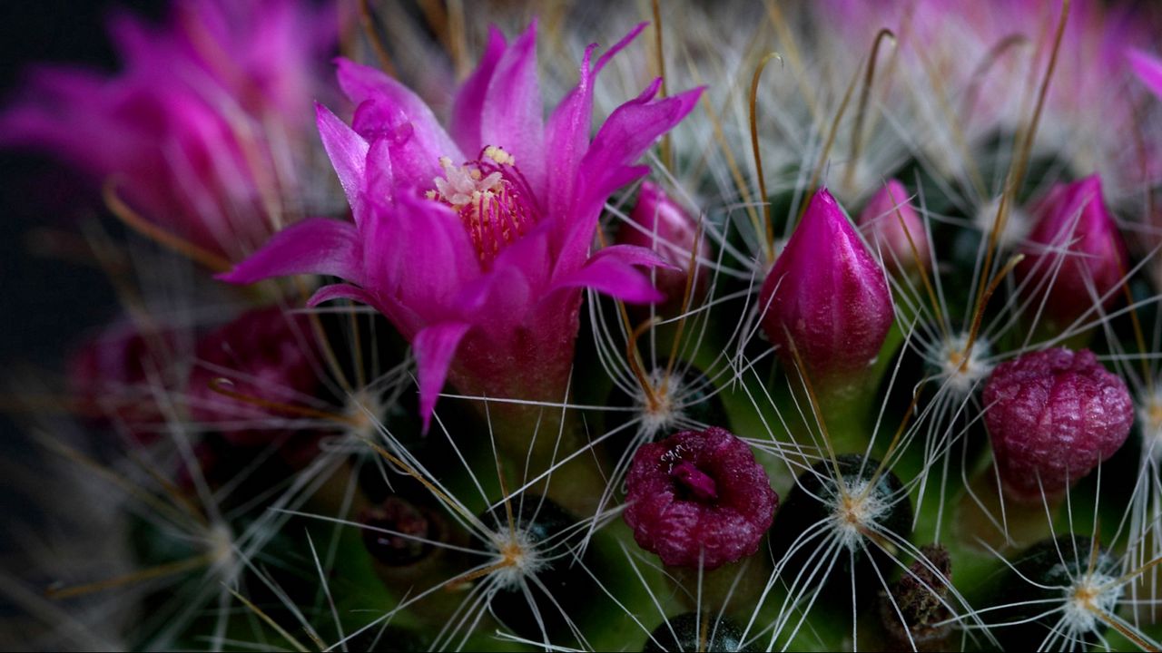 Wallpaper cactus, flower, thorn, close-up