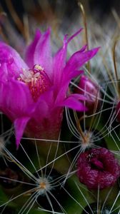 Preview wallpaper cactus, flower, thorn, close-up