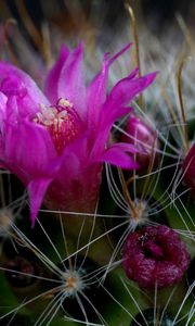 Preview wallpaper cactus, flower, thorn, close-up