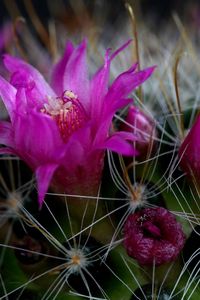 Preview wallpaper cactus, flower, thorn, close-up