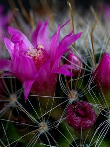 Preview wallpaper cactus, flower, thorn, close-up