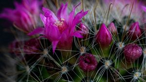 Preview wallpaper cactus, flower, thorn, close-up