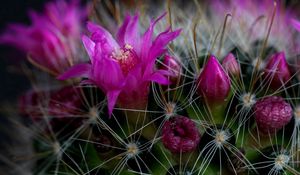 Preview wallpaper cactus, flower, thorn, close-up