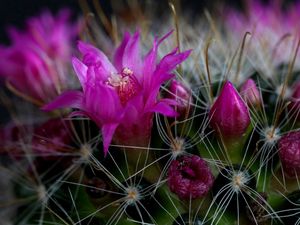 Preview wallpaper cactus, flower, thorn, close-up