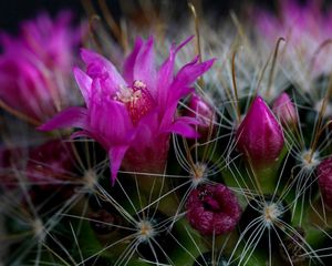 Preview wallpaper cactus, flower, thorn, close-up