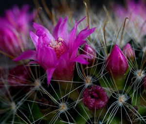 Preview wallpaper cactus, flower, thorn, close-up