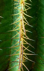 Preview wallpaper cactus, flower, thorn