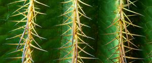 Preview wallpaper cactus, flower, thorn