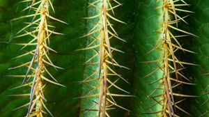 Preview wallpaper cactus, flower, thorn