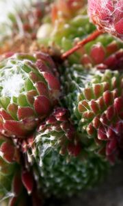 Preview wallpaper cactus, flower, thorn, macro