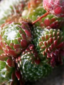 Preview wallpaper cactus, flower, thorn, macro