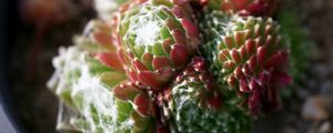 Preview wallpaper cactus, flower, thorn, macro
