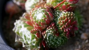 Preview wallpaper cactus, flower, thorn, macro