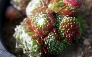 Preview wallpaper cactus, flower, thorn, macro