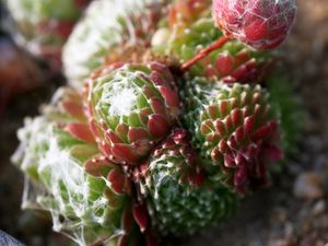 Preview wallpaper cactus, flower, thorn, macro