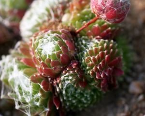 Preview wallpaper cactus, flower, thorn, macro