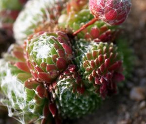 Preview wallpaper cactus, flower, thorn, macro