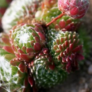 Preview wallpaper cactus, flower, thorn, macro