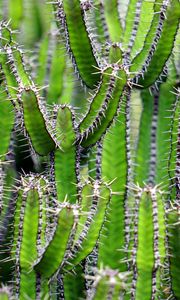 Preview wallpaper cactus, flower, thorn, plant