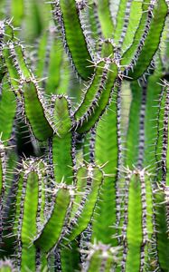 Preview wallpaper cactus, flower, thorn, plant