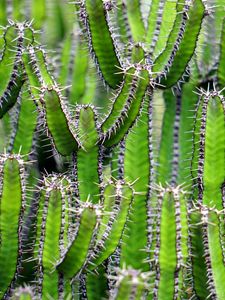 Preview wallpaper cactus, flower, thorn, plant