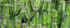 Preview wallpaper cactus, flower, thorn, plant