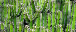 Preview wallpaper cactus, flower, thorn, plant