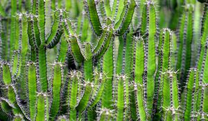 Preview wallpaper cactus, flower, thorn, plant