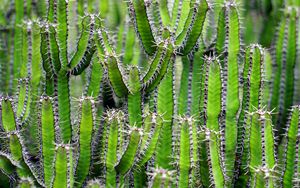 Preview wallpaper cactus, flower, thorn, plant