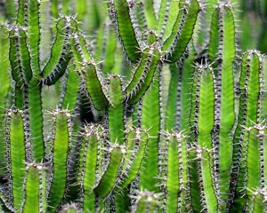 Preview wallpaper cactus, flower, thorn, plant