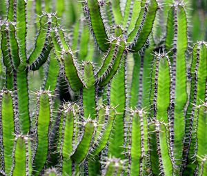 Preview wallpaper cactus, flower, thorn, plant